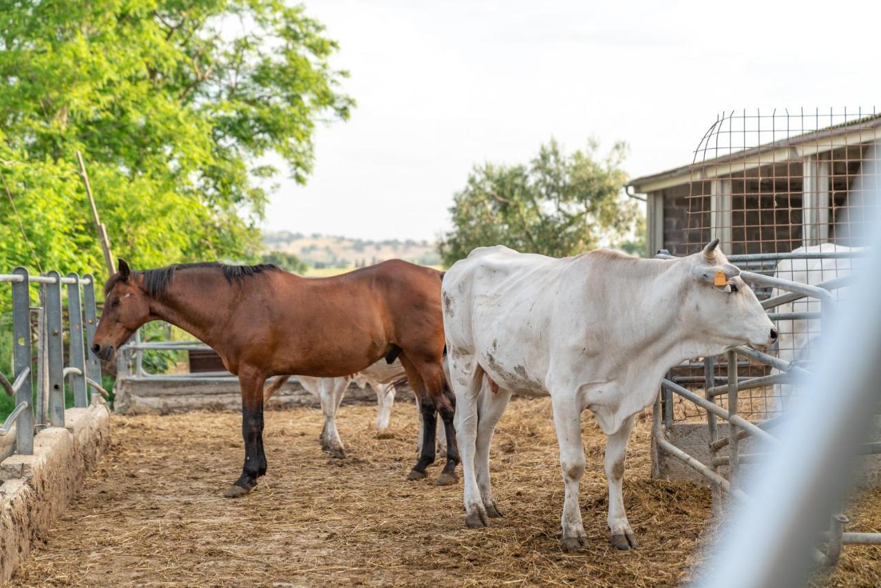 Agriturismo Al Girasole San Donato  Zewnętrze zdjęcie